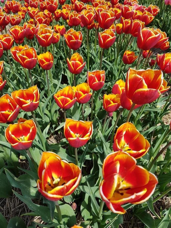 Romantisch Huisje Nabij Het Strand Met Uitzicht Op De Tulpenvelden 줄리아나도르프 외부 사진