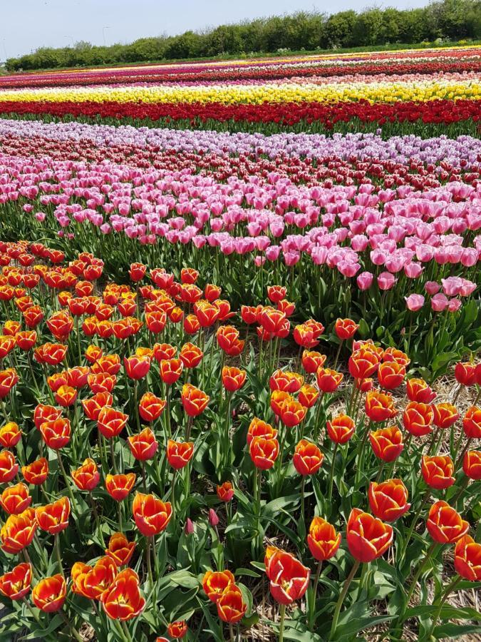 Romantisch Huisje Nabij Het Strand Met Uitzicht Op De Tulpenvelden 줄리아나도르프 외부 사진