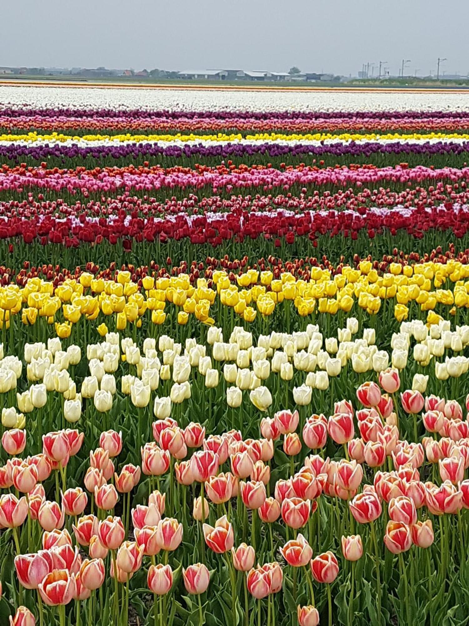 Romantisch Huisje Nabij Het Strand Met Uitzicht Op De Tulpenvelden 줄리아나도르프 외부 사진