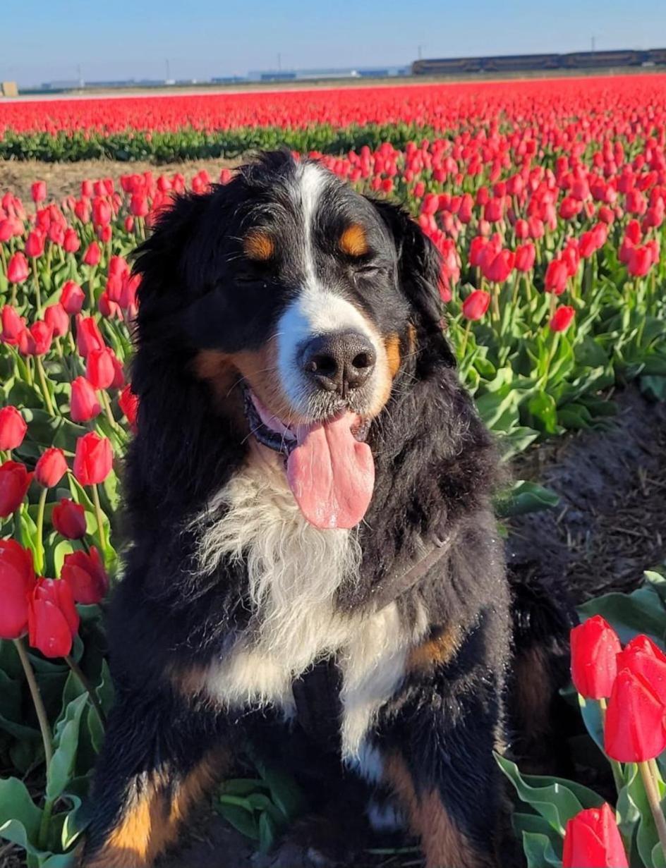 Romantisch Huisje Nabij Het Strand Met Uitzicht Op De Tulpenvelden 줄리아나도르프 외부 사진