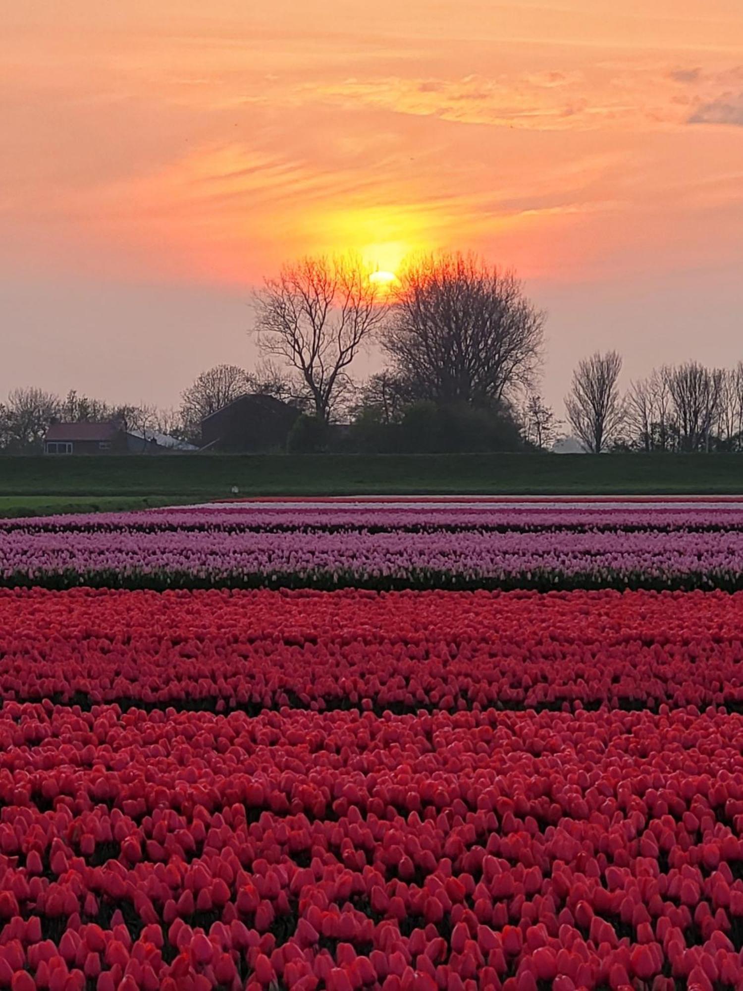 Romantisch Huisje Nabij Het Strand Met Uitzicht Op De Tulpenvelden 줄리아나도르프 외부 사진